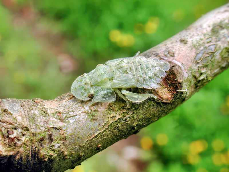 Ledra aurita (Larve)