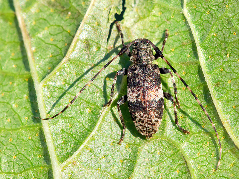 Leiopus spec.