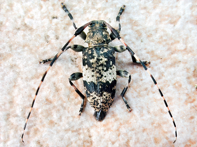 Leiopus spec.