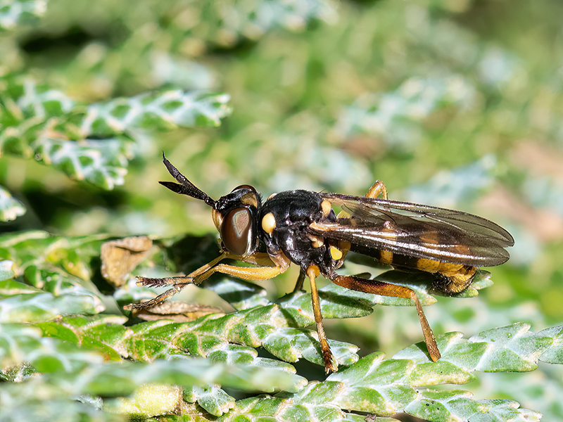Leopoldius signatus