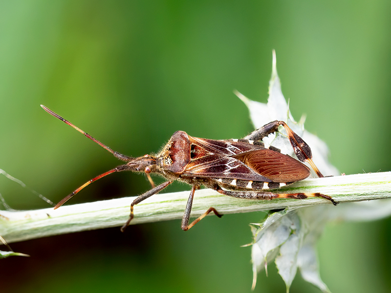 Leptoglossus occidentalis