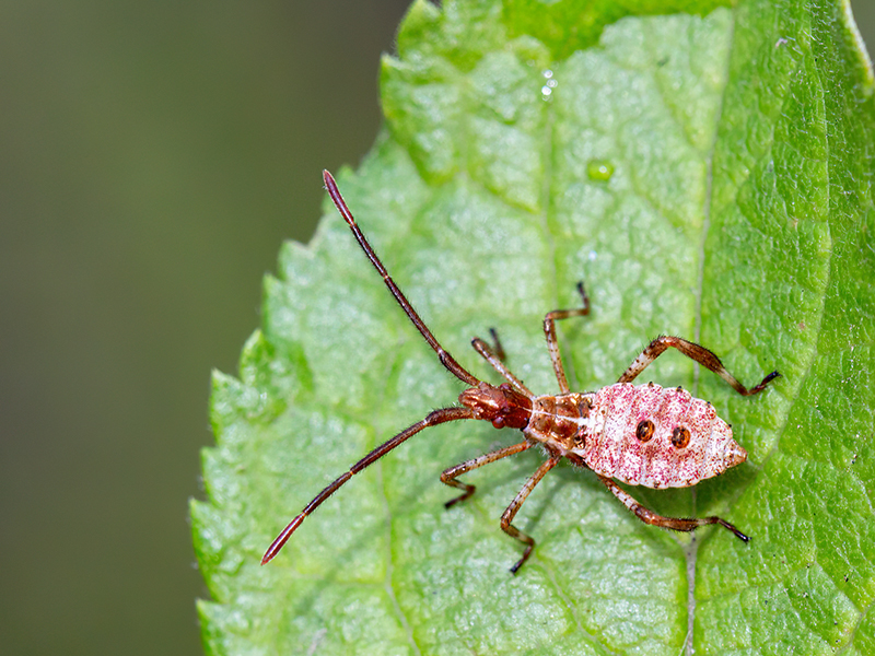 Leptoglossus occidentalis (3. Nymphenstadium)