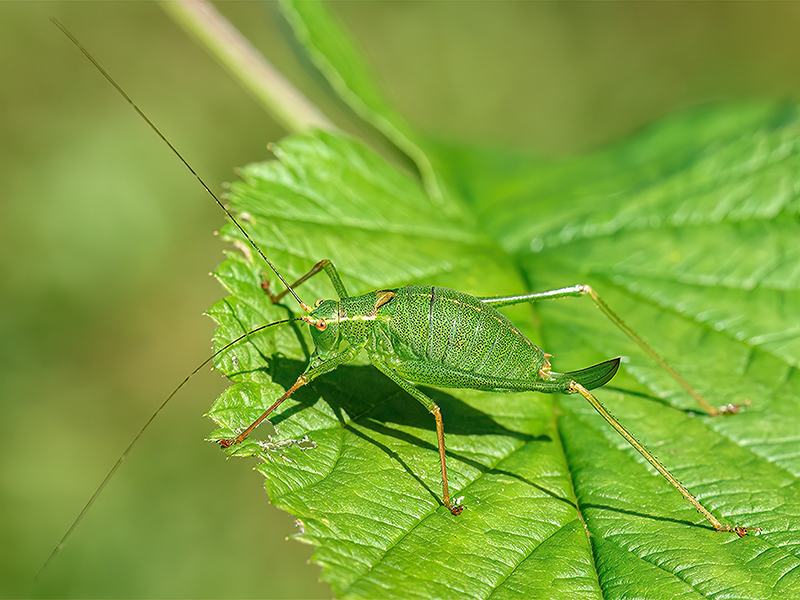 Leptophyes punctatissima (Weibchen)