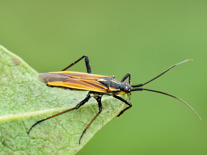 Leptopterna dolabrata (Männchen)