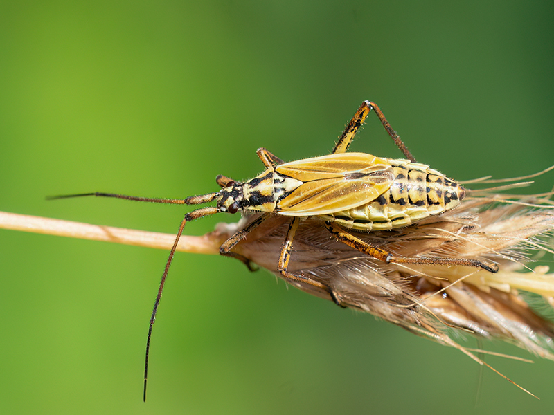 Leptopterna dolabrata (Nymphe)