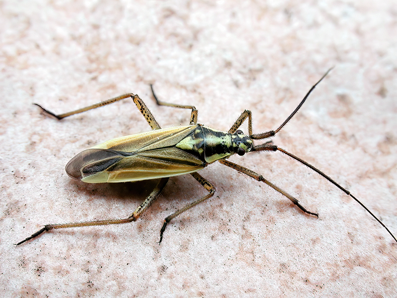 Leptopterna dolabrata (Weibchen)