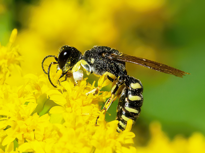 Lestica clypeata