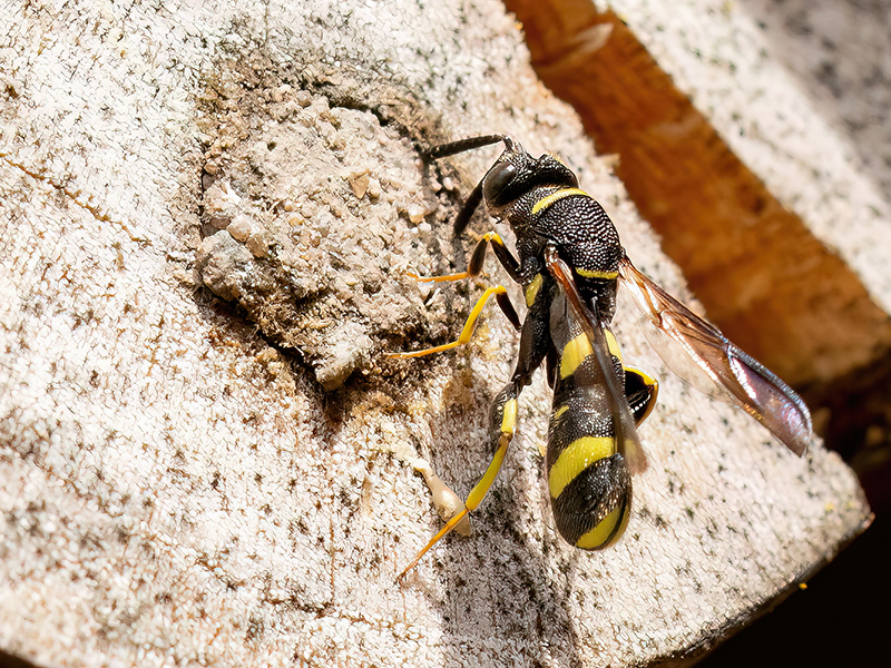 Leucospis_dorsigera