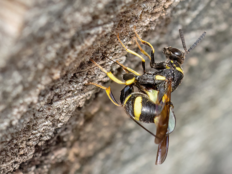 Leucospis_dorsigera bei Eiablage
