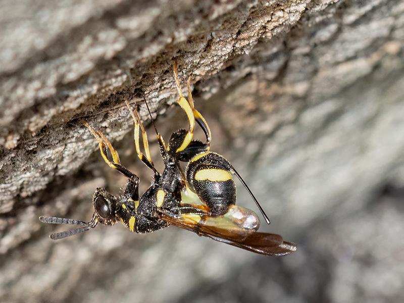 Leucospis_dorsigera bei Eiablage