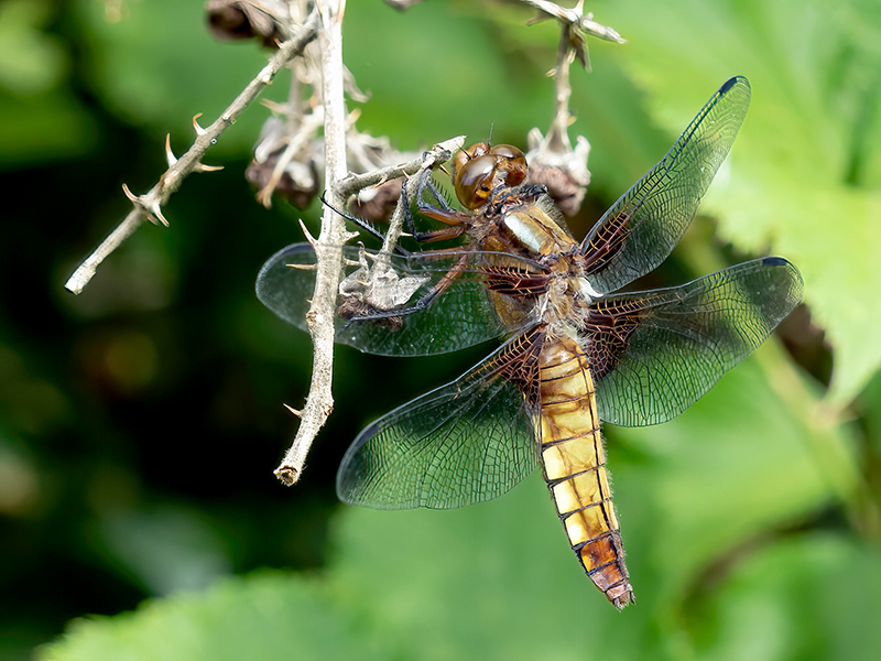 Libellula depressa (Weibchen)