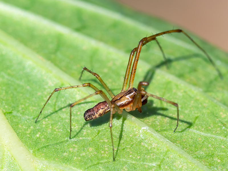 Linyphia triangularis (Männchen)
