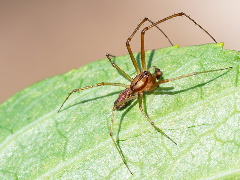Linyphia triangularis (Männchen)