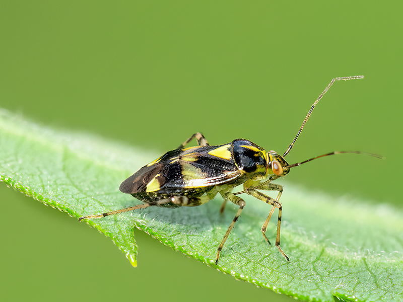 Liocoris tripustulatus