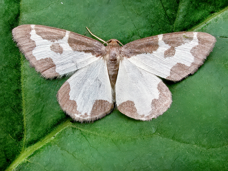 Lomaspilis marginata