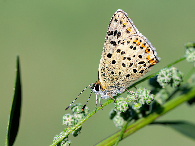 Lycaena tityrus (Männchen)