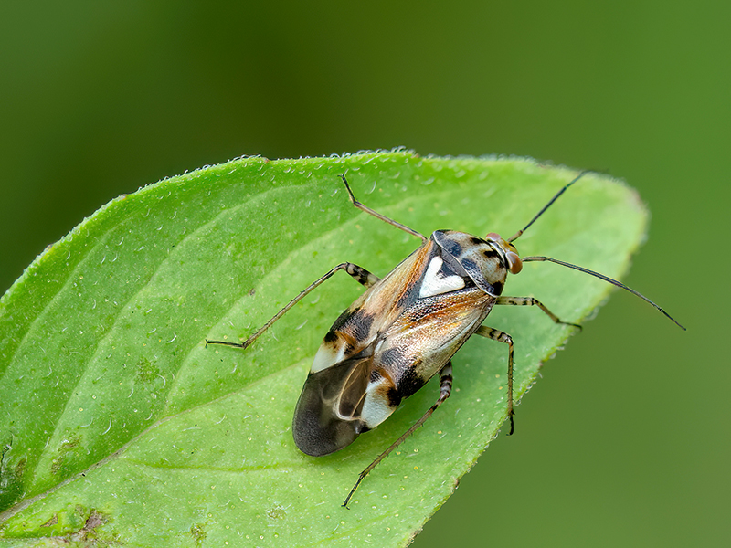 Lygus pratensis