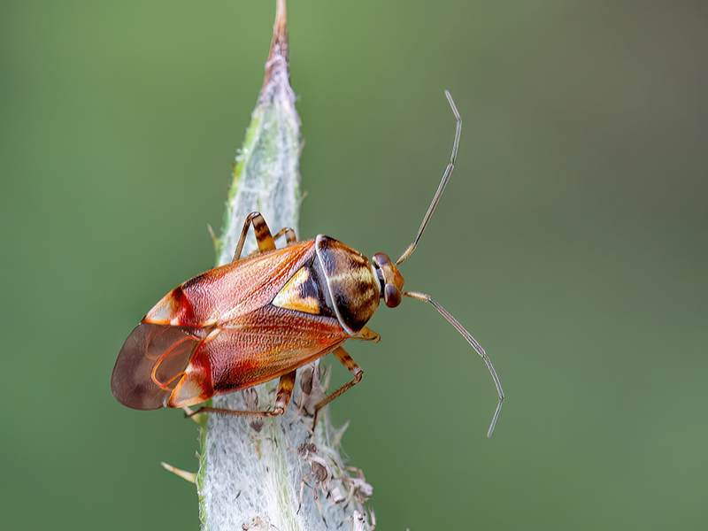 Lygus pratensis