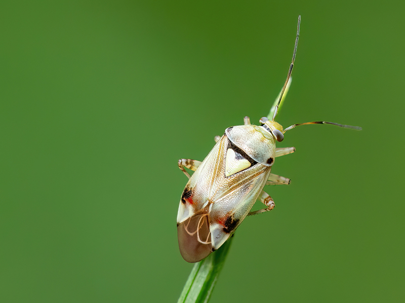 Lygus pratensis
