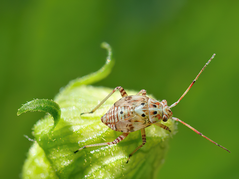 Lygus pratensis (Nymphe)