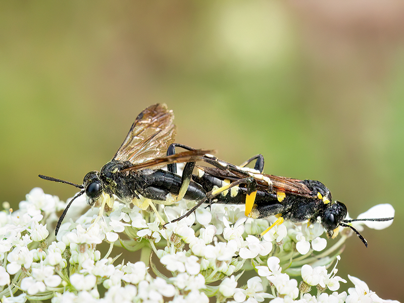 Macrophya montana (Paarung)