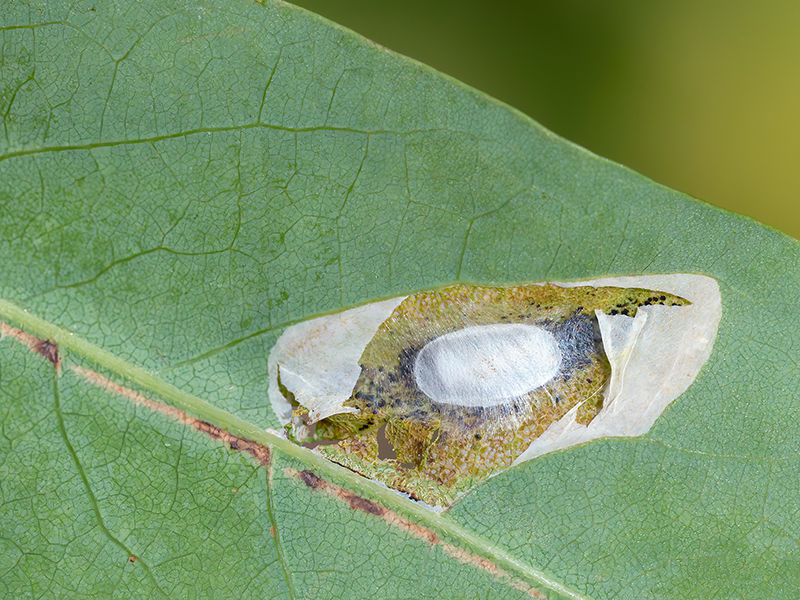 Macrosaccus robiniella (Kokon)