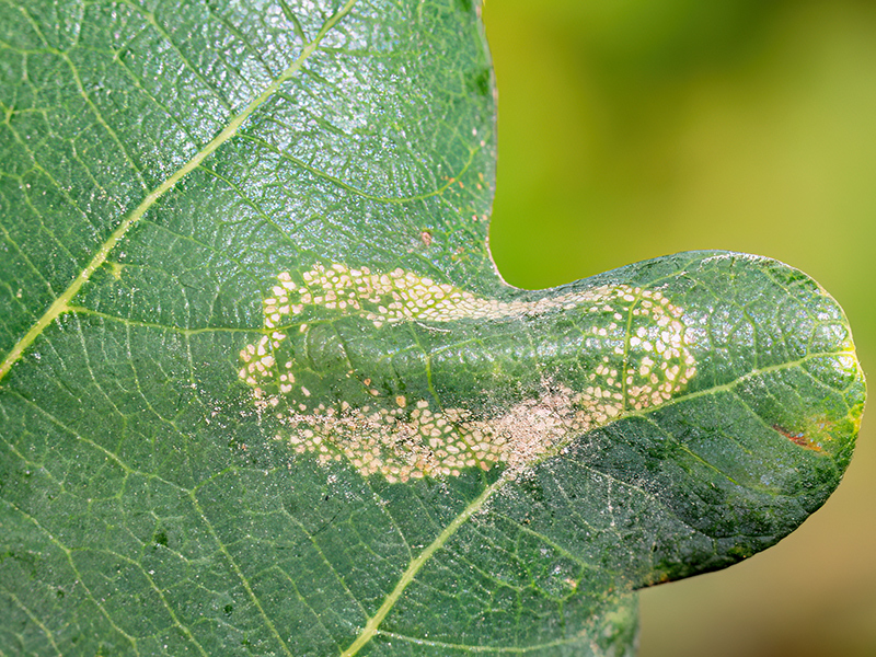 Macrosaccus robiniella (Mine)