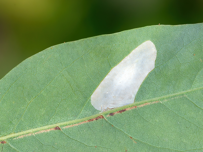 Macrosaccus robiniella (Mine)