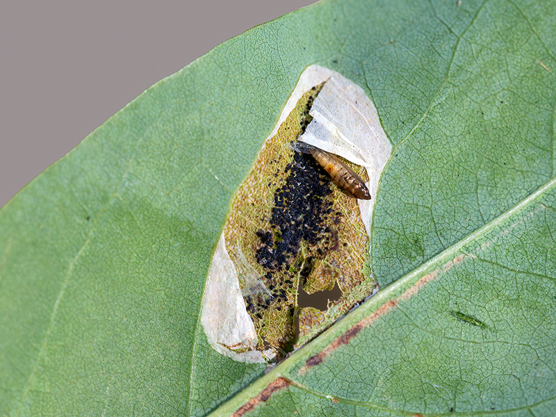 Macrosaccus robiniella (Puppe)