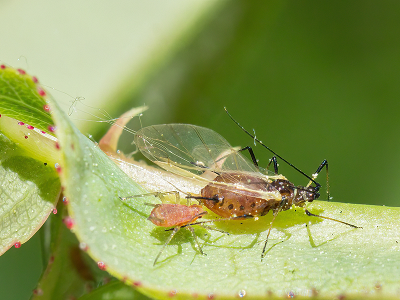 Macrosiphum rosae