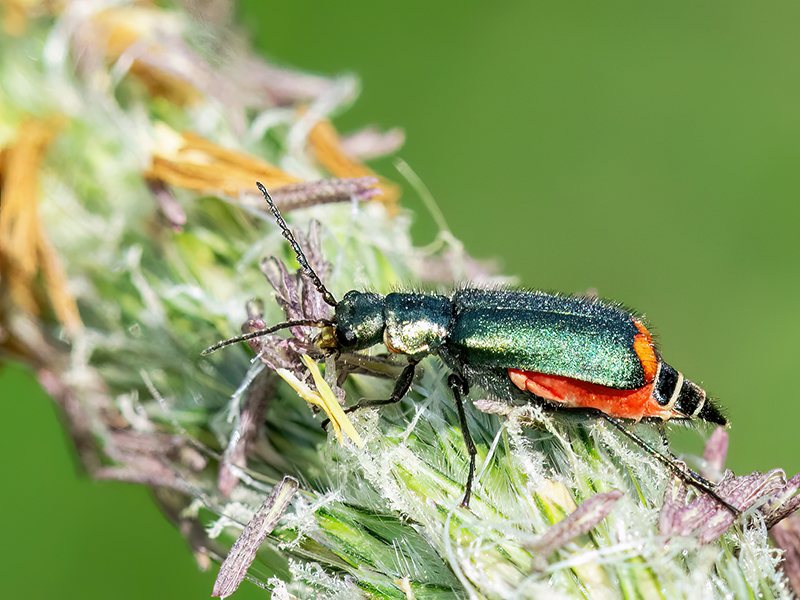 Malachius bipustulatus (Weibchen)