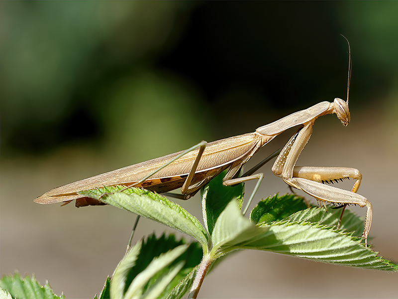 Mantis religiosa