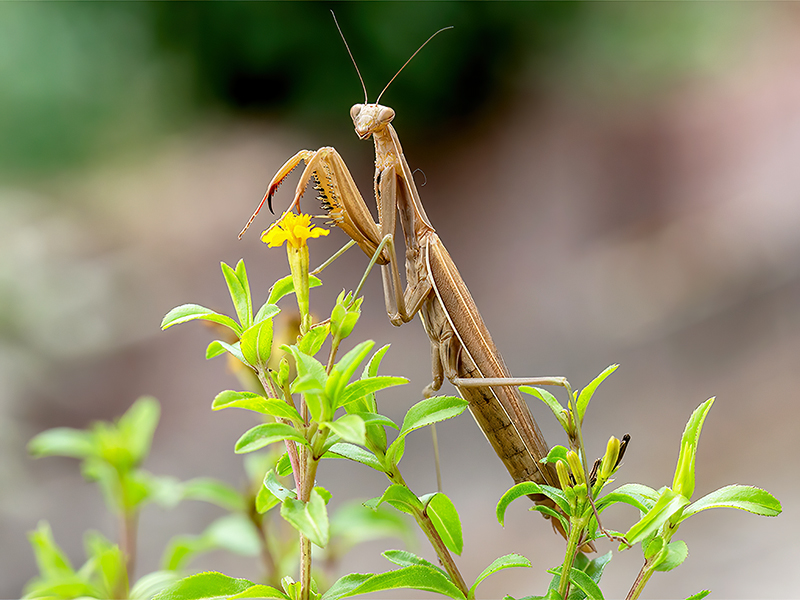 Mantis religiosa