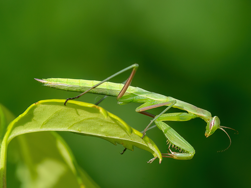 Mantis religiosa (Jungtier)