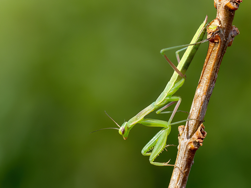 Mantis religiosa (Jungtier)
