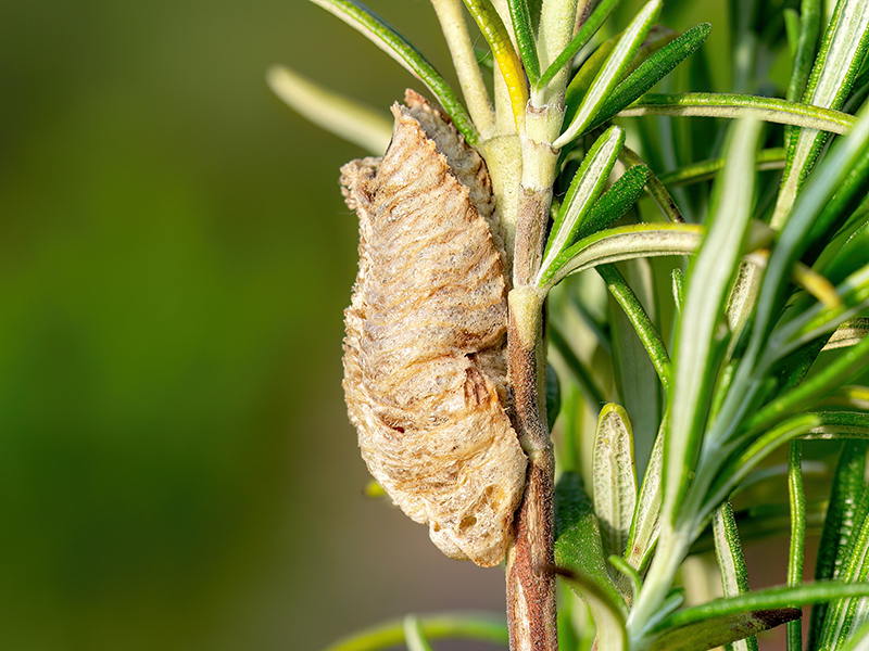 Mantis religiosa (Kokon)