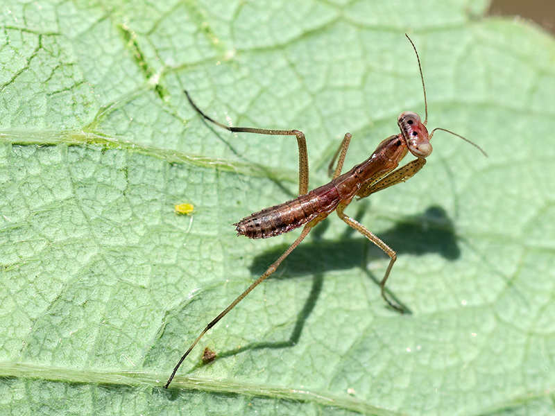 Mantis religiosa (Nymphe)