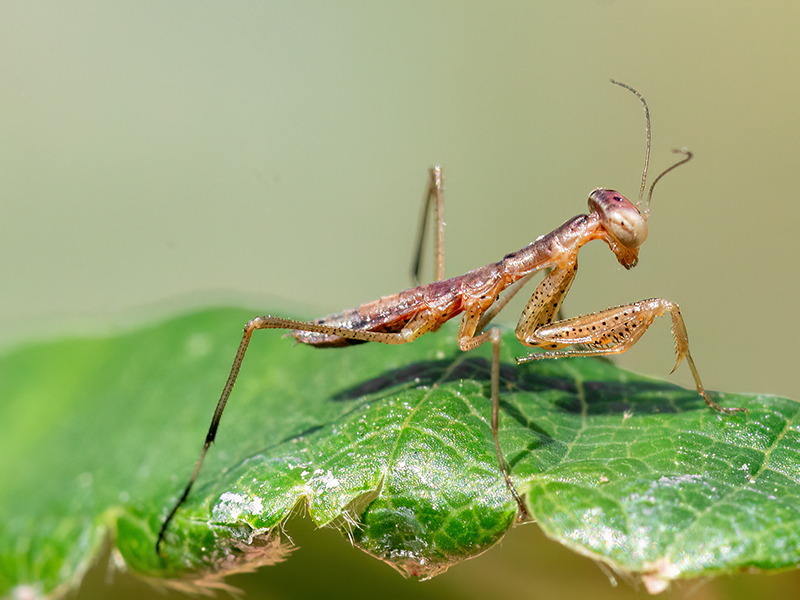 Mantis religiosa (Nymphe)