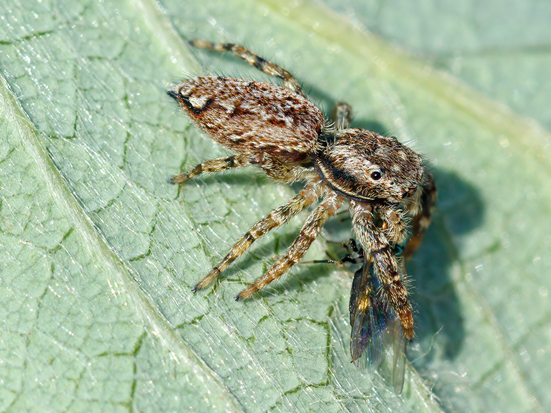 Marpissa muscosa mit Beute