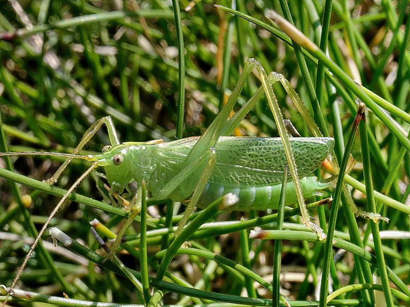 Meconema thalassinum (Männchen)