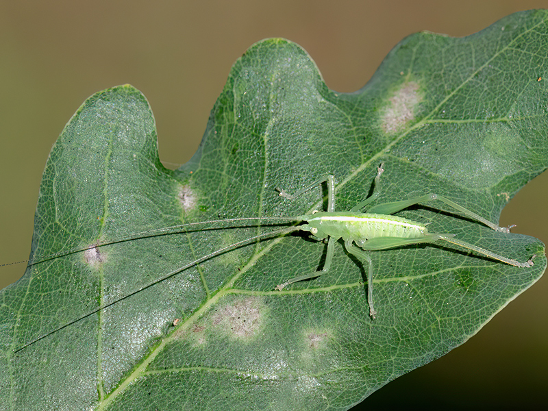 Meconema thalassinum (Nymphe)