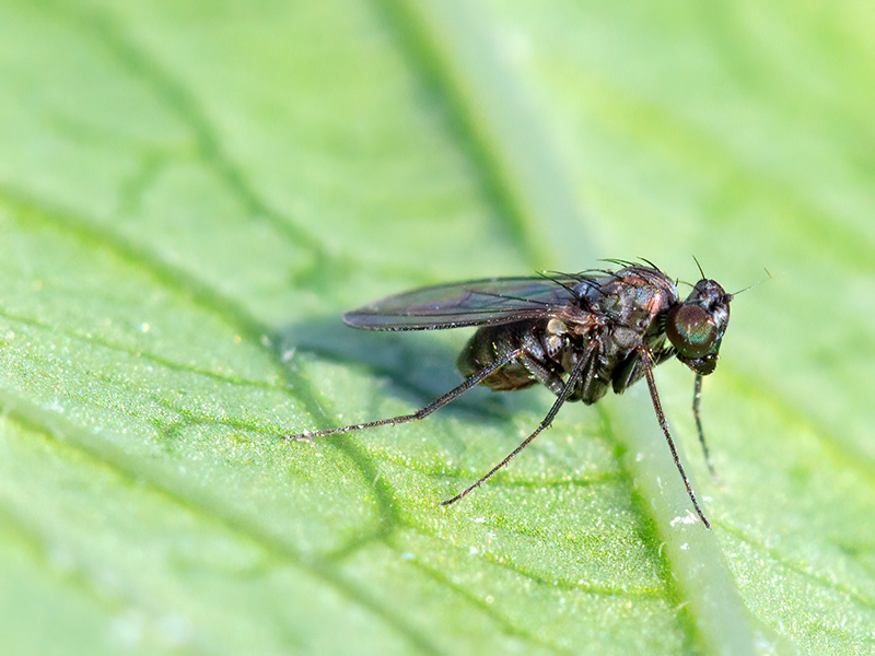 Medetera spp.