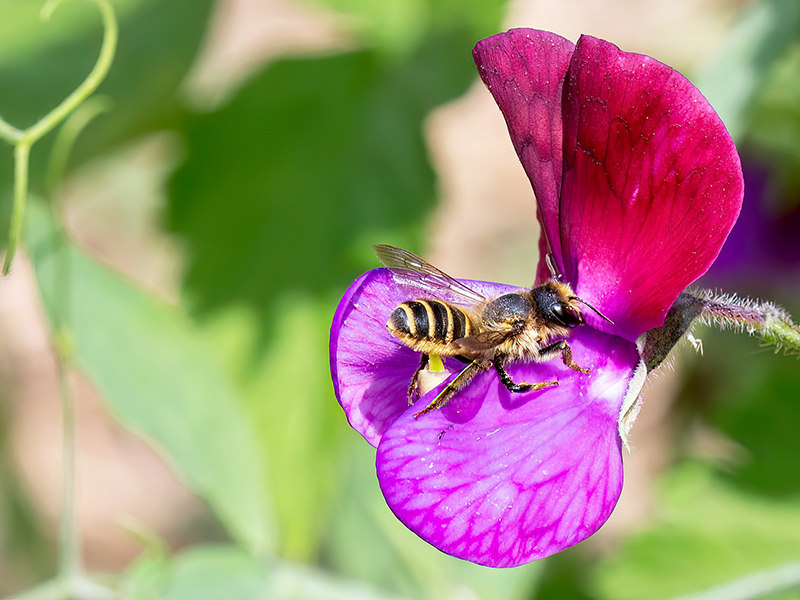 Megachile ericetorum