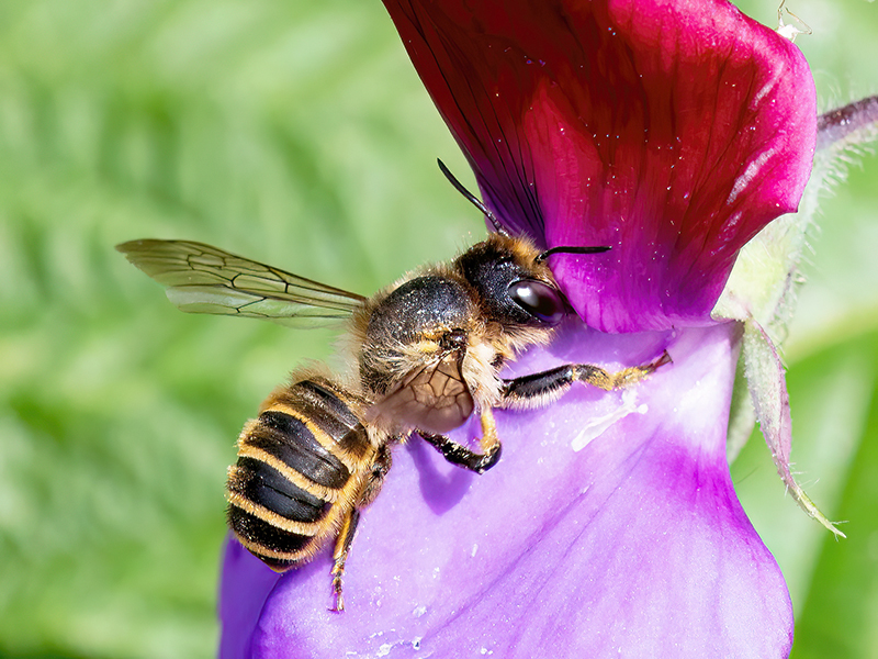 Megachile ericetorum