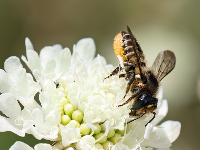 Megachile ericetorum