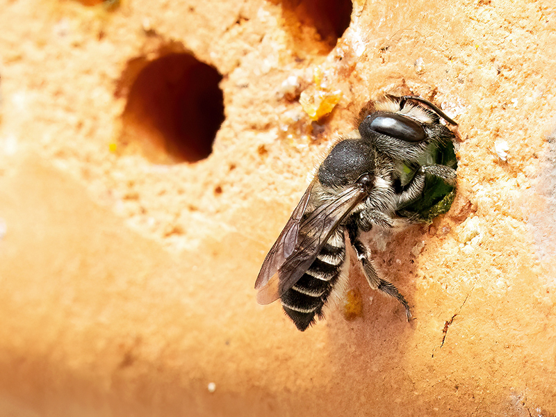 Megachile rotundata (Weibchen)