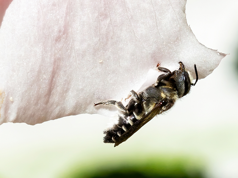 Megachile rotundata (Weibchen)
