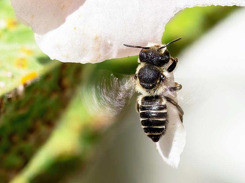 Megachile rotundata (Weibchen)