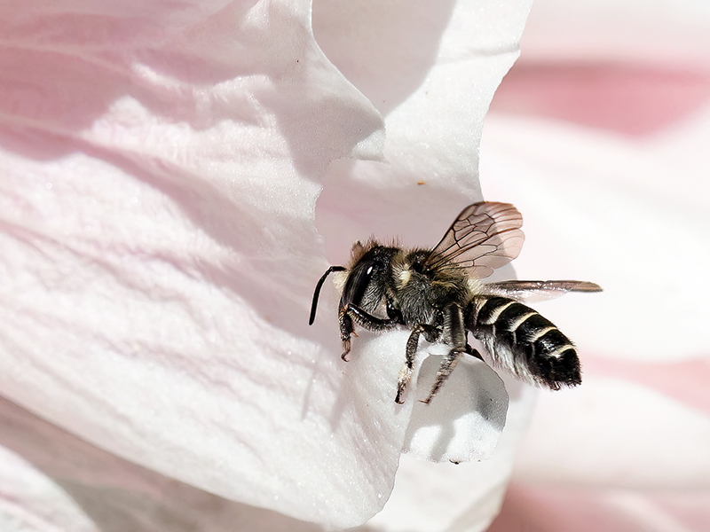 Megachile rotundata (Weibchen)