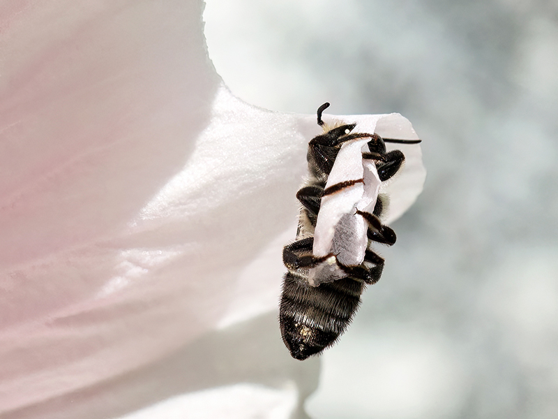 Megachile rotundata (Weibchen)